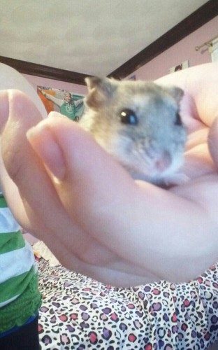 @Haley_N_Davis 's hamster so follow me.