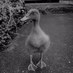 drea doan (@dreayoga) Twitter profile photo