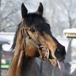 Immersing myself in racing selection 'lore' to find the ultimate system.
