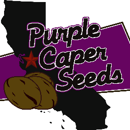 21+ The Purple Caper has been growing in California for over 25 years. We are known for the Best Breeding Fathers in California.           11 Cannabis Cups