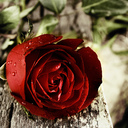 ♚ soso ♚ (@0551354) Twitter