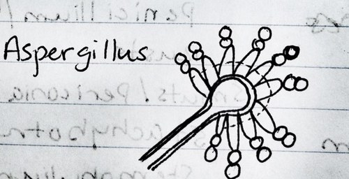 SEEMLInc's profile picture. Mold testing lab. Fast results