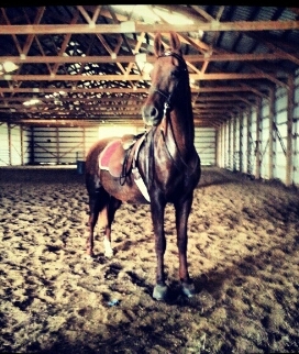 SSTrainerProbs's profile picture. live to ride