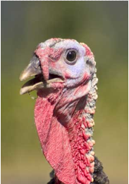 Turkey Hunter