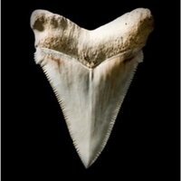 SharkFinder (@shark_citsci) 's Twitter Profile