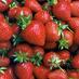 Flesherton FarmMrkt (@fleshertonfarmm) Twitter profile photo