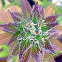 shawn comstock - @shawnkushman23 - Twitter