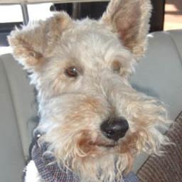 ChaucerandCo's profile picture. News from AWARD-WINNING children's/travel book author Chaucer, the world-famous wire fox terrier, and his team! Published by Canterbury Tails Books.