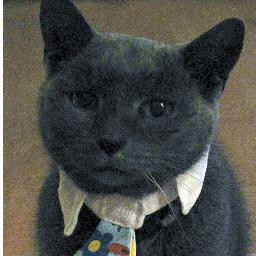 Blogger & photographer at Animal Shelter Volunteer Life / Friend to animals / Volunteer at @PAWSCT