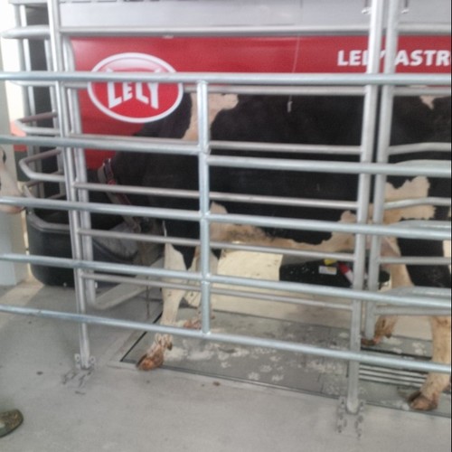 Lely Farm Management Support/Product Specialist for Avonbank Ag Solutions.