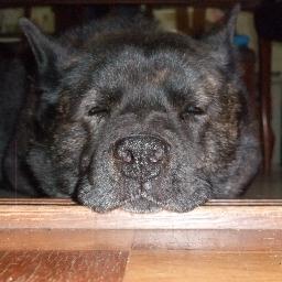 eikokiko's profile picture. 通称保守