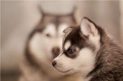 Dear dog diary, I am a very little dog, All the kids were warned not to touch me, The adults throw rocks at me, I bump my head to you and would beg for love. :c