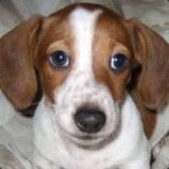 Dotman1337's profile picture. MK64/OoT player \Kappa/