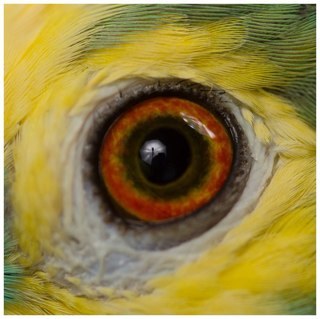 alfonsoyunge's profile picture. 