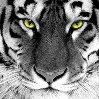 Paty Biz (@pbizp) 's Twitter Profile