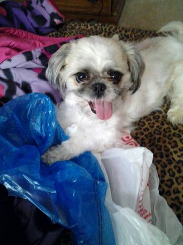 Gino is a two year old Shih Tzu with two puppies of his own. He love cuddling, getting belly rubs, eating, snoring, running around in circles and kisses.