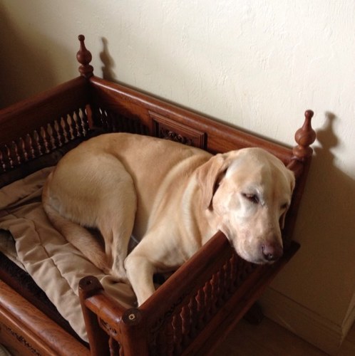 Animal Advocate, Canine Conditioning, Canine Resources