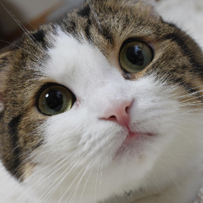 Marimo モンプチ必ずもらえるプレゼント モンプチ大好きだけど 我が家は1にゃんだけだし メインは療法食なので バーコード1000点分集めるのに約8年かかりました 笑 今年でキャンペーン終了ということで 何とか間に合って良かった 寝心地 座り Marimo モンプチ必ずもらえるプレゼント モンプチ大好きだけど 我が家は1にゃんだけだし メインは療法食なので バーコード1000点分集めるのに約8年かかりました 笑 今年でキャンペーン終了ということで 何とか間に合って良かった 寝心地 座り