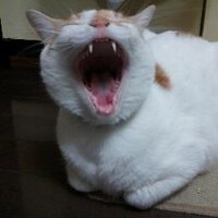 みき (@mikitty225) 's Twitter Profile