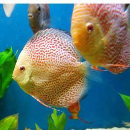 jalunav's profile picture. Discus 21 Una nueva manera de ver los peces disco.
 Venta de peces disco grado A, AA y AAA, venta de equipo y 
 productos para el cuidado de estos bellos peces.