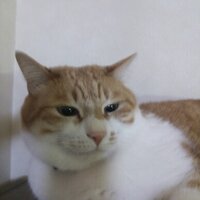 はやて!? (@yhayate2004) 's Twitter Profile