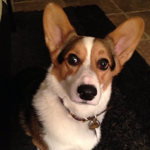7 year old pembroke welsh corgi just lovin life!