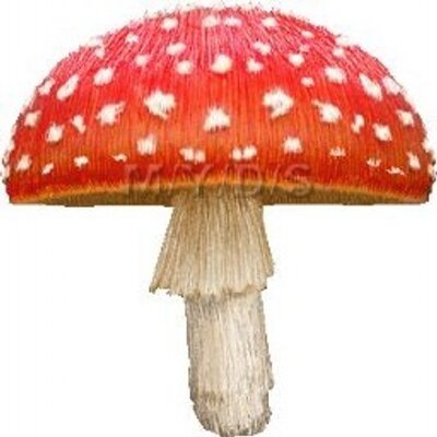 きのこの棚 ベビー キッズおもちゃ きのこバスケット Forest Mushrooms Basket かわいい かわいい けど 14 360 ちょっと高いなぁ キノコ おもちゃ キノコグッズ きのこの棚 ベビー キッズおもちゃ きのこバスケット Forest Mushrooms Basket かわいい かわいい けど 14 360 ちょっと高いなぁ キノコ おもちゃ キノコグッズ