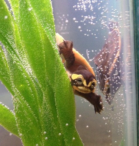 yycreptiles's profile picture. We specialize in aquatic turtles, tortoises and box turtles. We currently breed many hard to find tortoises and aquatic turtles. Canada wide shipping available.