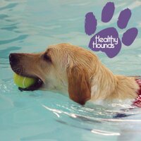 Healthy Hounds(@healthyhounds12) 's Twitter Profile Photo