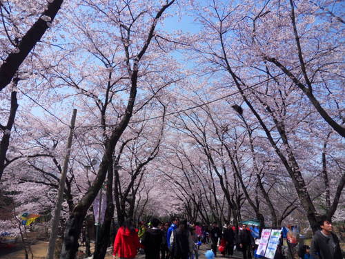 아름다운 벚꽃축제가 열리는 부천시 도당동주민센터입니다.