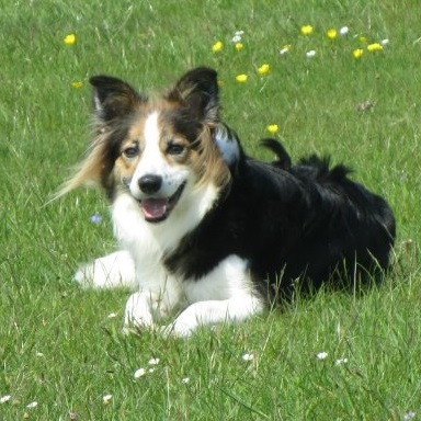 I'm a crazy Border Collie who lives in Hampshire and loves to run. I love balls and would spend all day chasing them if my mum and dad would let me.