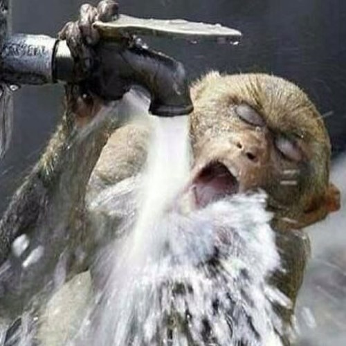 kolamanIRC's profile picture. 