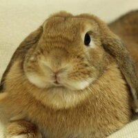 うさぎりんページ うさぎの凛ちゃんねる - YouTube
