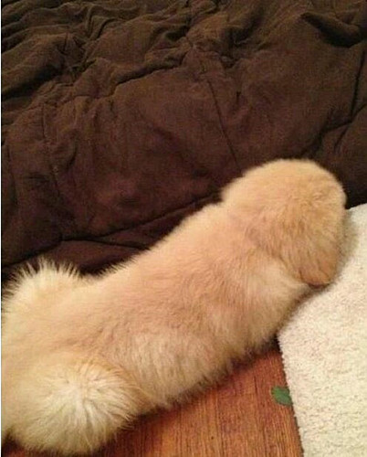 문화 유목민