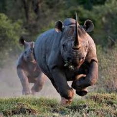 ToughestRhino's profile picture. Leading supplier of Construction and Mining Supplies throughout Australia