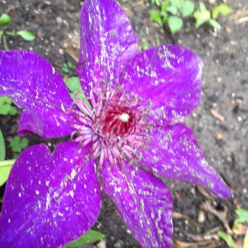 Icaminer's profile picture. Principal at Caminer Law, LLC, a certified woman-owned business.