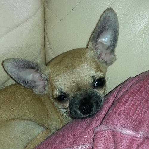 snoopystu's profile picture. I used to work on the Official @Cascada_music Forum as Moderator before it closed down and i have met Natalie a couple of times. Also a Forest fan #NFFC #COYR