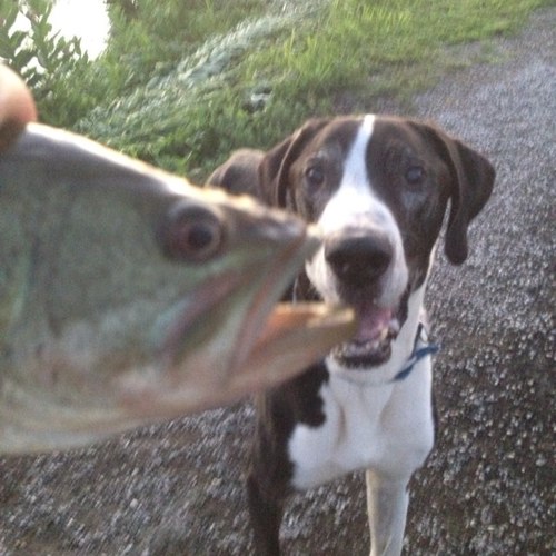 Blackfish29's profile picture. Graduate of The Southern Illinois University at Carbondale