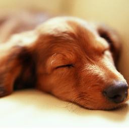 aki_rishu's profile picture. 元理系のただのデザイナーです。仕事は入りません。睡眠時間募集してます。寝かせろマジデorz