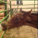 Melissa Wertz - @mwertz28 - Twitter