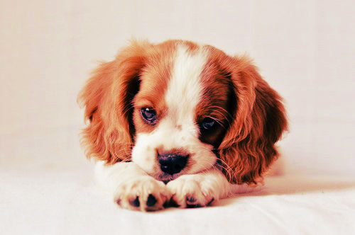 CockerSpaniels1's profile picture. 