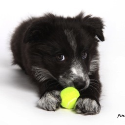 creativebug100's profile picture. Motorcyclist, Flyball, Agility & Freestyle disc Enthusiast