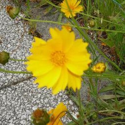 マーニヤ (marnyatamagawa) Twitter