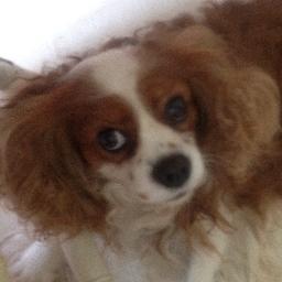 Laya444's profile picture. 