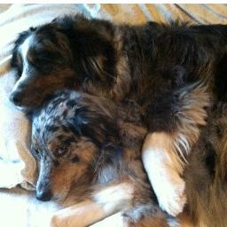 The importance of dog socialization