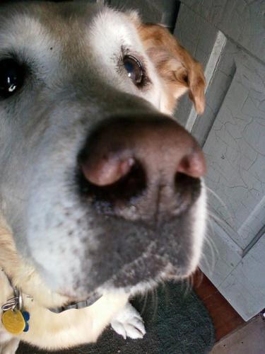 Numbers lady, crazy dog lady, Christ follower