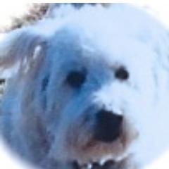 themagam1's profile picture. 