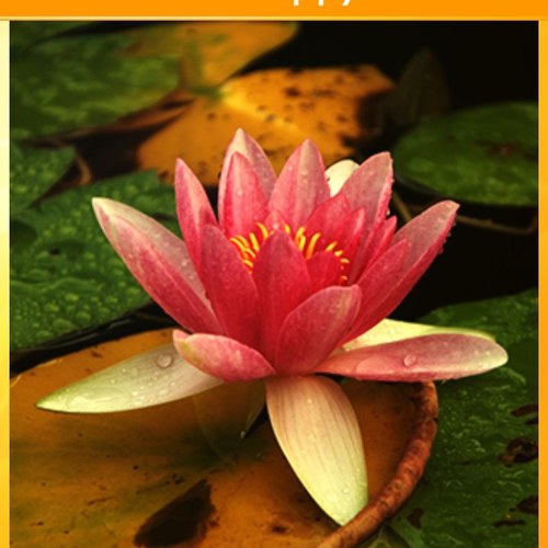 imli71's profile picture. 