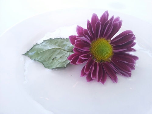 AlWarda555's profile picture. 