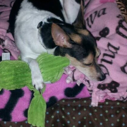 brookeinman3's profile picture. I folllow back